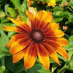 Meet your Posher, Cathy